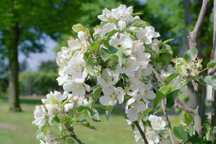 blomster