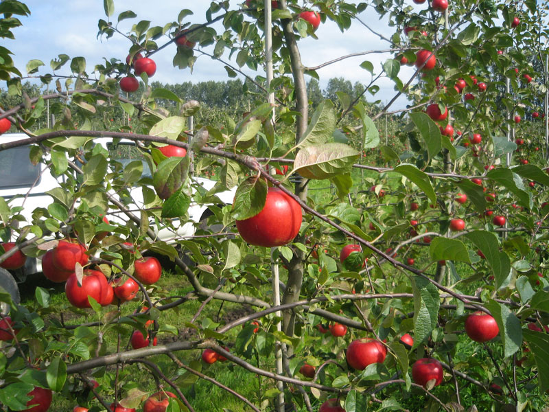 æbler