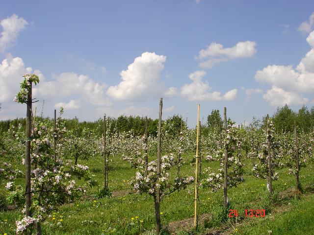 plantagen
